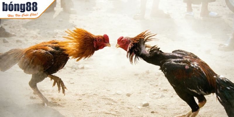 Đá Gà Trực Tiếp Thomo BONG88 Giải Trí Cá Cược Đỉnh Cao 3 Theo dõi mọi lúc mọi nơi