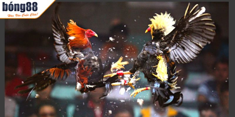 Tìm hiểu luật đá gà miền Bắc