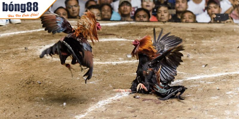 Đá Gà Trực Tiếp Thomo BONG88 Giải Trí Cá Cược Đỉnh Cao 2 Tính năng Đá Gà Trực Tiếp Thomo