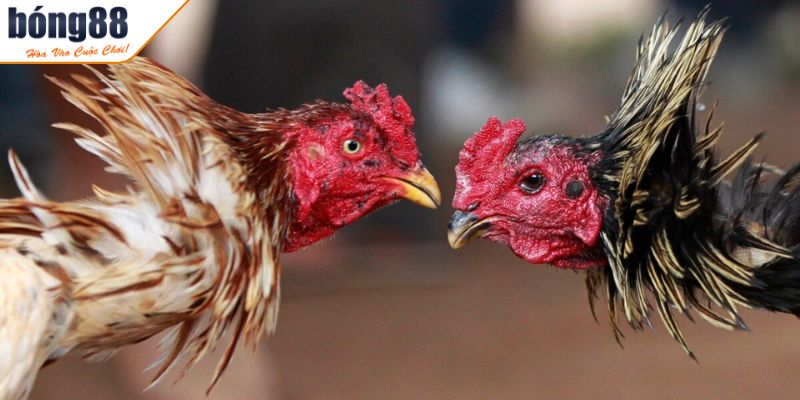 Đá Gà Trực Tiếp Thomo BONG88 Giải Trí Cá Cược Đỉnh Cao 1 Tổng quan đá gà trực tiếp Thomo