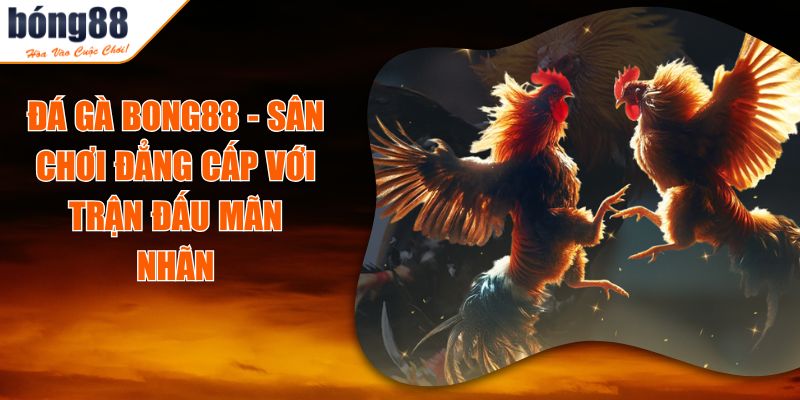 Đá Gà BONG88 - Sân Chơi Đẳng Cấp Với Trận Đấu Mãn Nhãn 1 Đá Gà BONG88 - Sân Chơi Đẳng Cấp Với Trận Đấu Mãn Nhãn