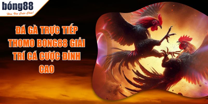 Đá Gà Trực Tiếp Thomo BONG88 Giải Trí Cá Cược Đỉnh Cao